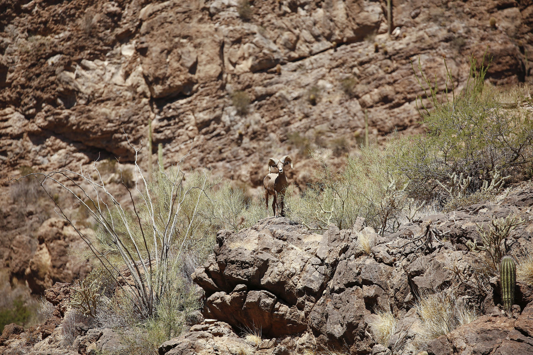 BIGHORN-WILDLIFE-ARIZONA